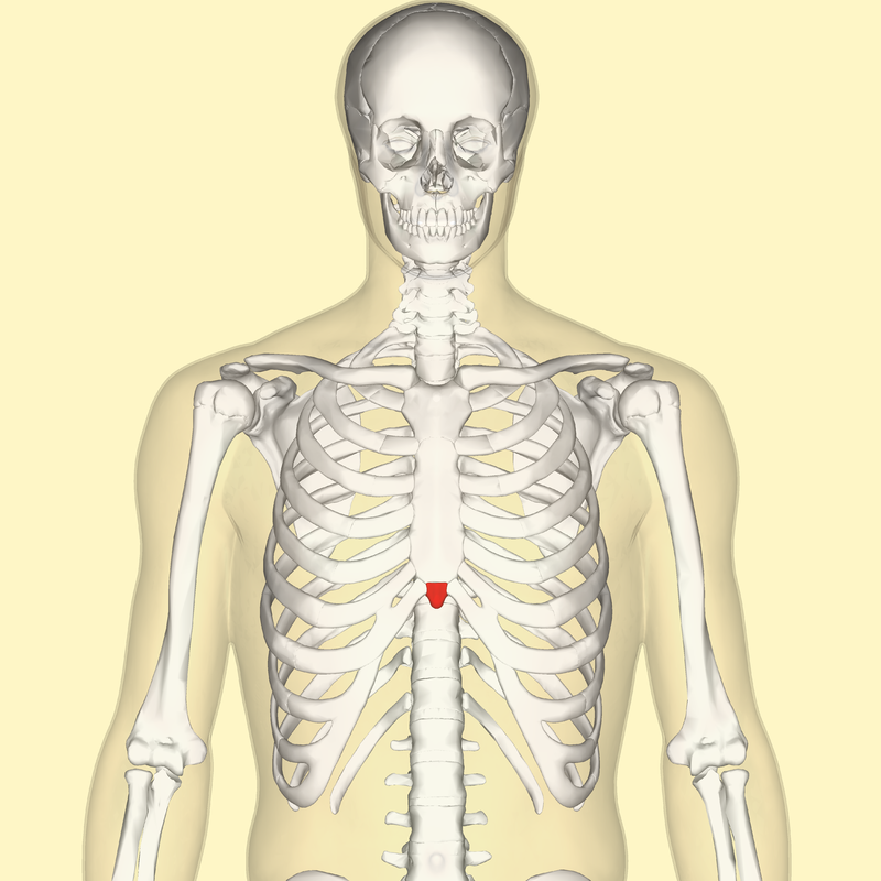 Engaging the Xiphoid Process for Ease of Movement and Breath