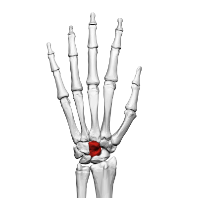 https://commons.wikimedia.org/wiki/File:Capitate_bone_(left_hand)_02_dorsal_view.png