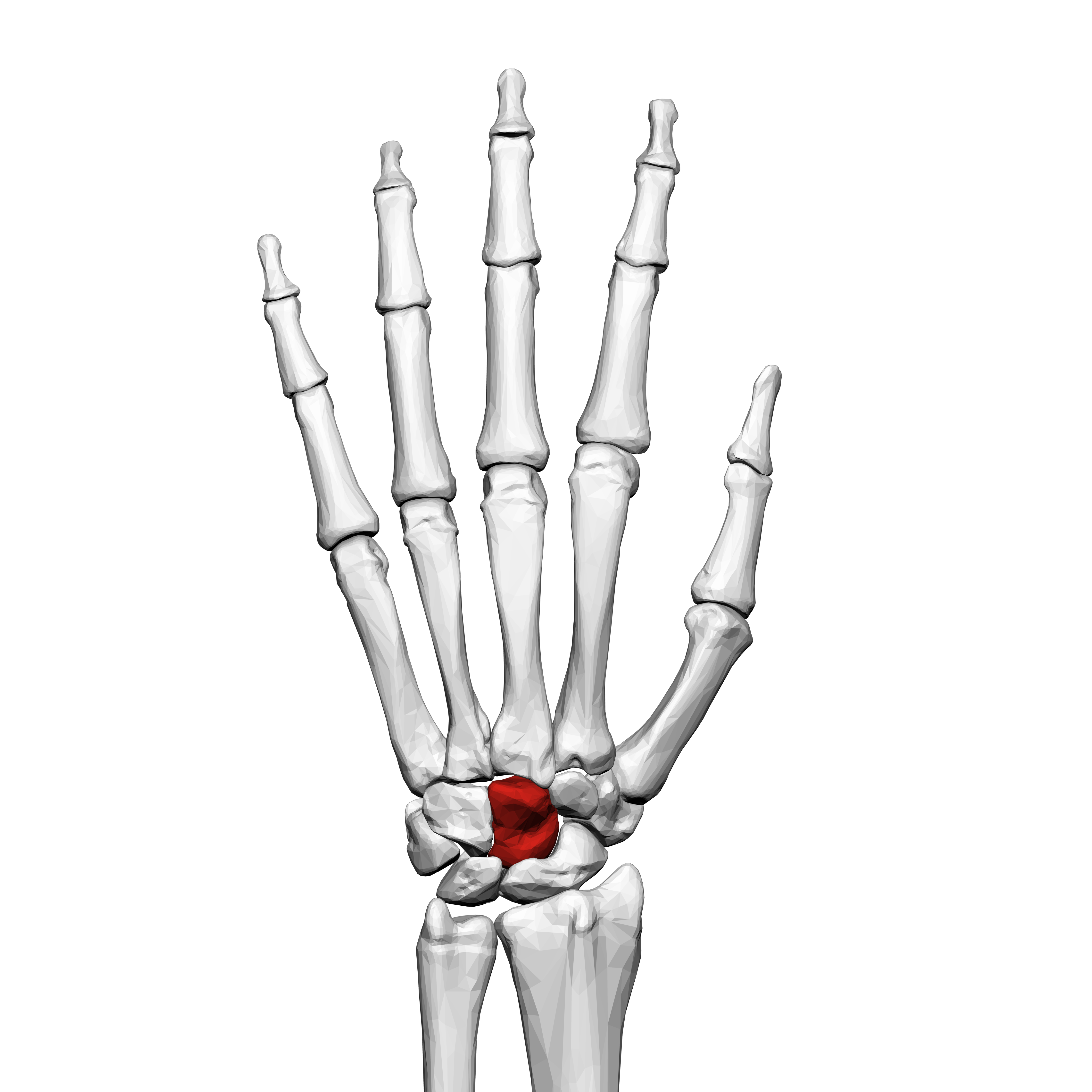 Relationship between the Center of the Scapula and the Center of the Wrist