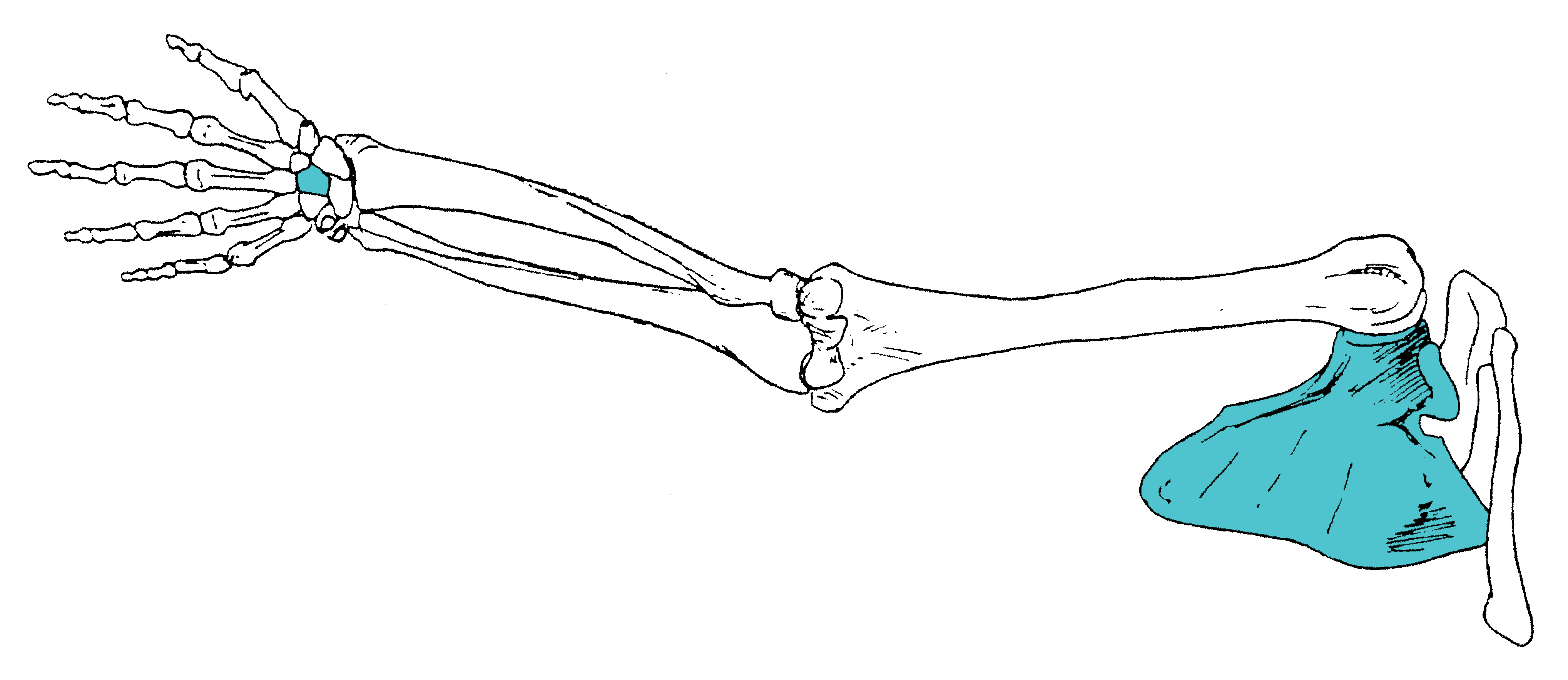 Relationship of the Center of the Scapula and the Center of the Wrist Part 2