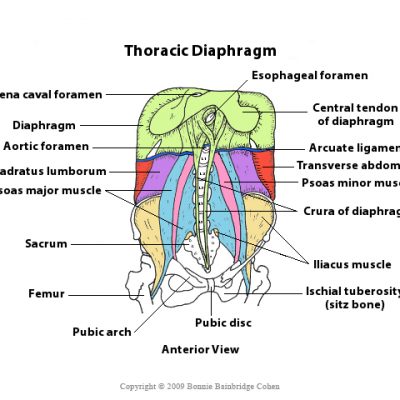 Thoracic Diaphragm © 2009 Bonnie Bainbridge Cohen