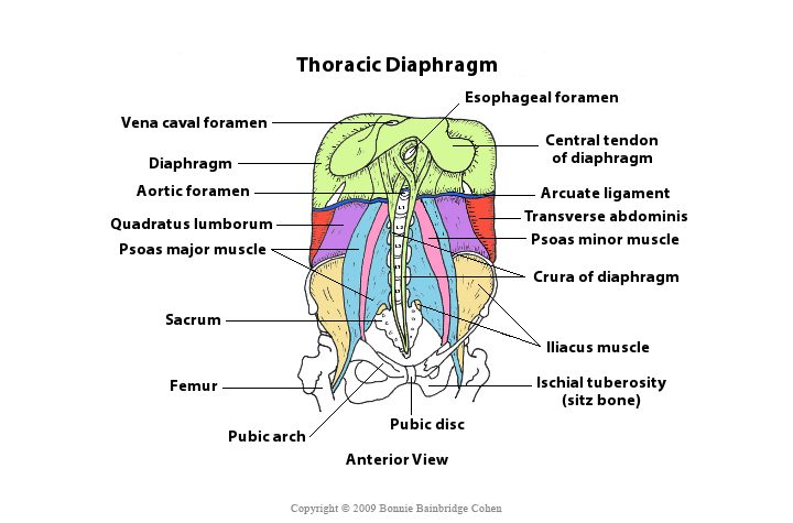 Thoracic Diaphragm © 2009 Bonnie Bainbridge Cohen