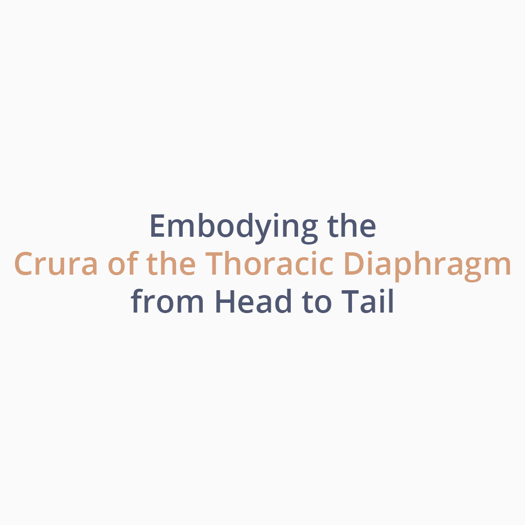 Embodying the Crura of the Thoracic Diaphragm from Head to Tail
